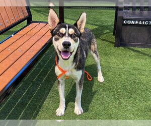 Siberian Husky Dogs for adoption in Orange, CA, USA