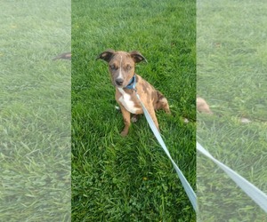Squid - BO - Male Mutt Dog for Adoption - Photo #2