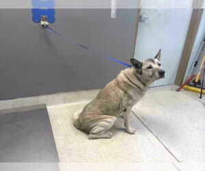 Akita-Unknown Mix Dogs for adoption in Tallahassee, FL, USA