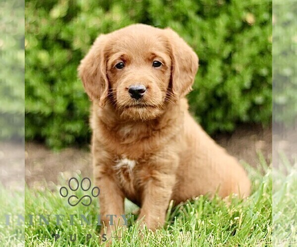 Medium Photo #3 Miniature Labradoodle Puppy For Sale in STRASBURG, PA, USA