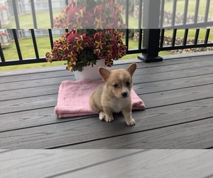 American Corgi Puppy for sale in GOSHEN, IN, USA