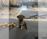 Small #4 German Shepherd Dog