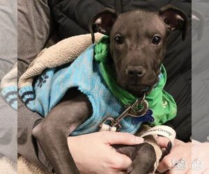 Mutt Dogs for adoption in Washington, DC, USA