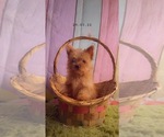 Small Photo #3 Yorkshire Terrier Puppy For Sale in KINSTON, NC, USA
