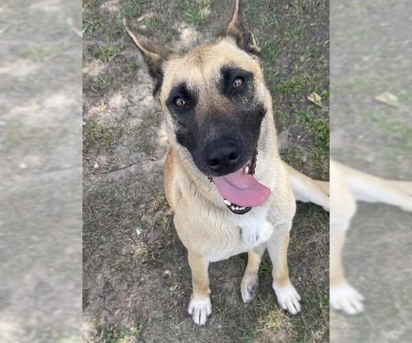 Medium Photo #2 German Shepherd Dog Puppy For Sale in Riverside, CA, USA