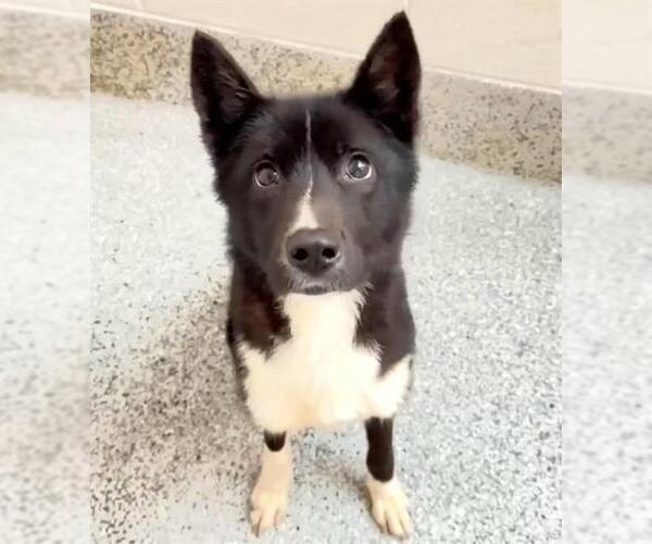 Medium Photo #1 Border Collie-Siberian Husky Mix Puppy For Sale in Houston, TX, USA