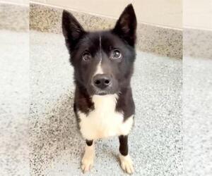 Border Collie-Siberian Husky Mix Dogs for adoption in Houston, TX, USA
