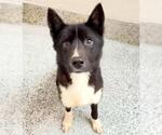 JOAN - Female Border Collie-Siberian Husky Mix Dog for Adoption - Small photo