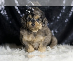 Medium Goldendoodle (Miniature)