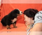 Small #3 Bernese Mountain Dog