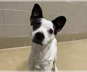Parson Russell Terrier-Unknown Mix Dogs for adoption in Raleigh, NC, USA