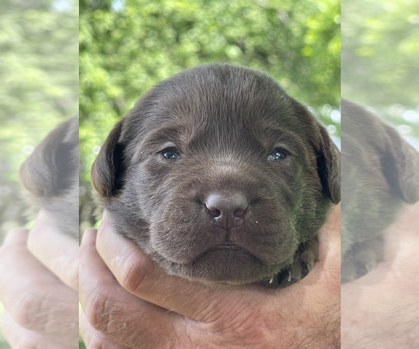 Medium Photo #1 Labrador Retriever Puppy For Sale in BROWNS VALLEY, CA, USA