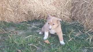 Australian Shepherd-Shiba Inu Mix Puppy for sale in HINDSBORO, IL, USA