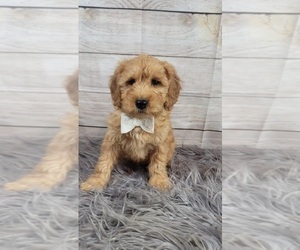 Goldendoodle (Miniature) Puppy for sale in INDIANAPOLIS, IN, USA