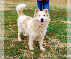 Australian Shepherd-Great Pyrenees Mix Dogs for adoption in Sparta, TN, USA