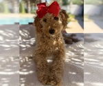 Goldendoodle - Female Goldendoodle (Miniature) Puppy for Sale - Photo #3