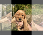 Blue Male - Male Golden Retriever Puppy for Sale - Small photo