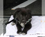 Small #1 Labrador Retriever Mix