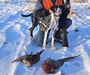 Father of the Border Collie-German Shorthaired Pointer Mix puppies born on 03/27/2026