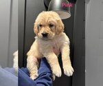 Small #4 Golden Retriever