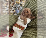 Puppy Kai Poodle (Standard)