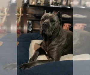 Mother of the Cane Corso puppies born on 05/22/2022