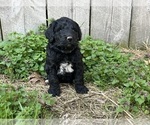 Small Photo #1 Goldendoodle Puppy For Sale in KINGSPORT, TN, USA