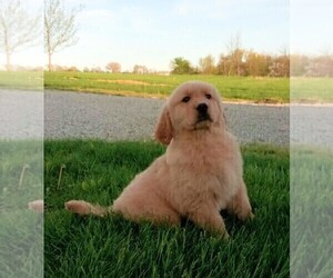 Golden Retriever Puppy for sale in FREDERICKSBURG, OH, USA