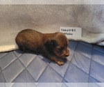 Small Photo #3 Dachshund Puppy For Sale in PINSON, AL, USA
