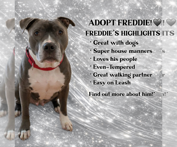 Medium Photo #1 Mutt Puppy For Sale in Spotsylvania, VA, USA