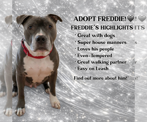 Mutt Dogs for adoption in Spotsylvania, VA, USA