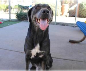 Labrador Retriever-Unknown Mix Dogs for adoption in Chula Vista, CA, USA