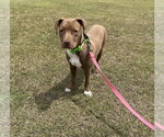 Small #8 Chocolate Labrador retriever Mix