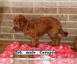 Small #2 Cavapoo
