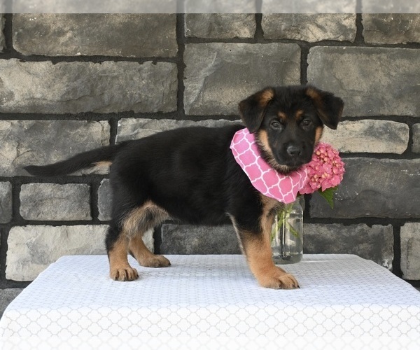 Medium Photo #3 German Shepherd Dog Puppy For Sale in MILLERSBURG, OH, USA
