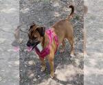 Small Boxer Mix