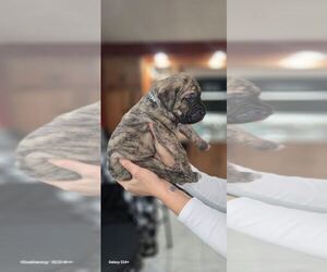Presa Canario Litter for sale in ALBANY, NY, USA