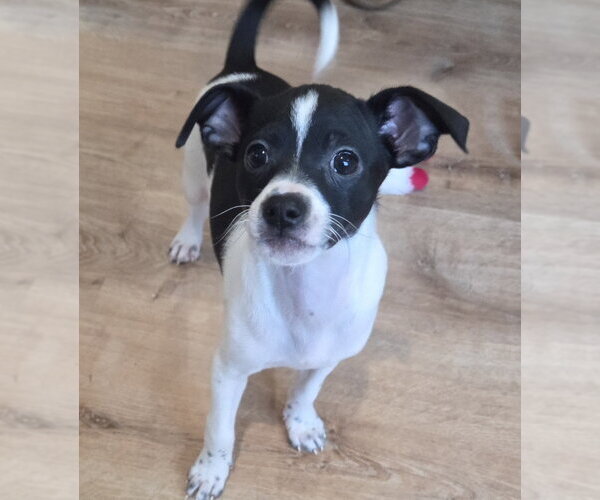 Medium Photo #2 Chihuahua Puppy For Sale in Sayreville, NJ, NJ, USA