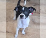 Small #1 Chihuahua