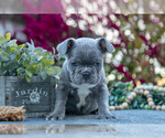 Small #1 Faux Frenchbo Bulldog