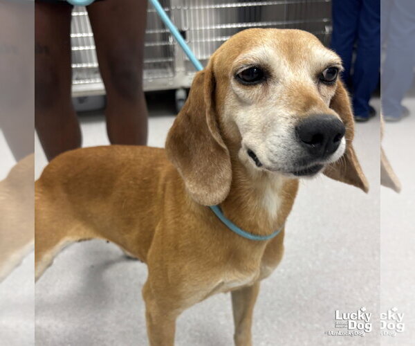 Medium Photo #2 Beagle-Unknown Mix Puppy For Sale in Washington, DC, USA