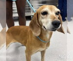 Small #1 Beagle Mix