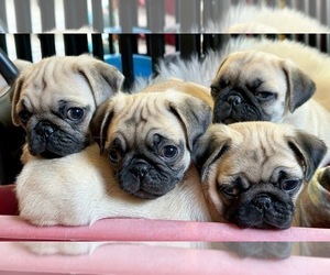 Pug Puppy for Sale in GUTHRIE, Kentucky USA