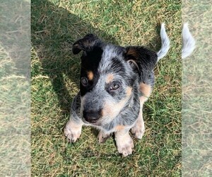 Australian Cattle Dog Puppy for sale in MAXWELL, TX, USA