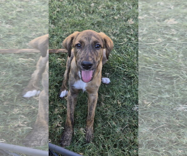 Medium Photo #1 Labrador Retriever-Unknown Mix Puppy For Sale in The Woodlands, TX, USA