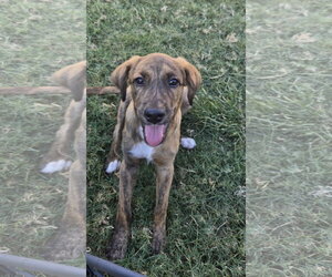 Labrador Retriever-Unknown Mix Dogs for adoption in The Woodlands, TX, USA