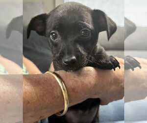 Chihuahua-Unknown Mix Dogs for adoption in Jefferson, NJ, USA