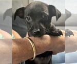 Small Chihuahua Mix