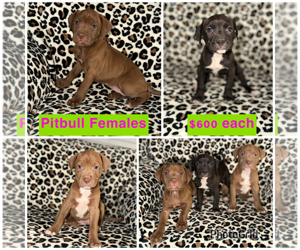 Medium Photo #2 American Pit Bull Terrier Puppy For Sale in DETROIT, MI, USA
