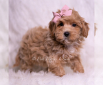 Small Photo #55 Maltipoo (Toy) Puppy For Sale in WARSAW, IN, USA